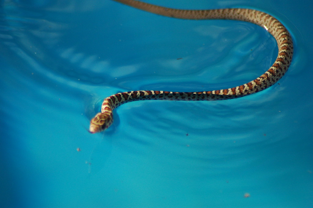 Baby Water Moccasin in our pool | Marli | Flickr