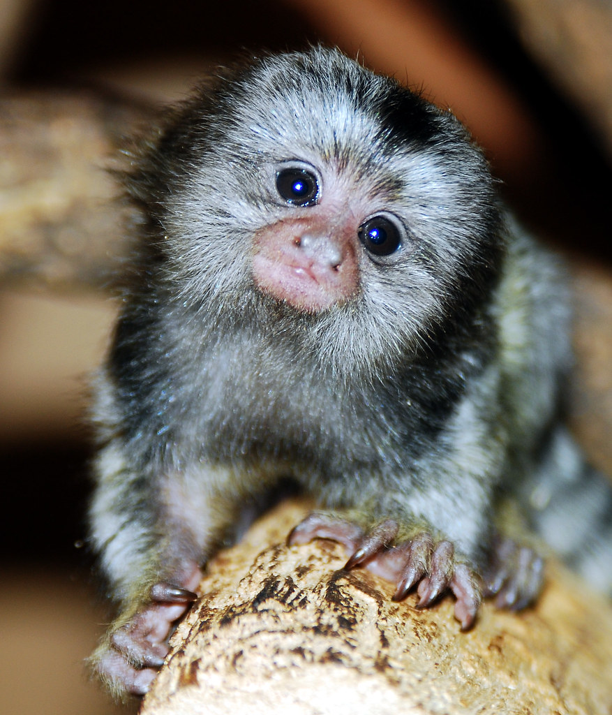 marmoset-monkey-marmoset-monkey-everland-korea-in-cherl-kim-flickr