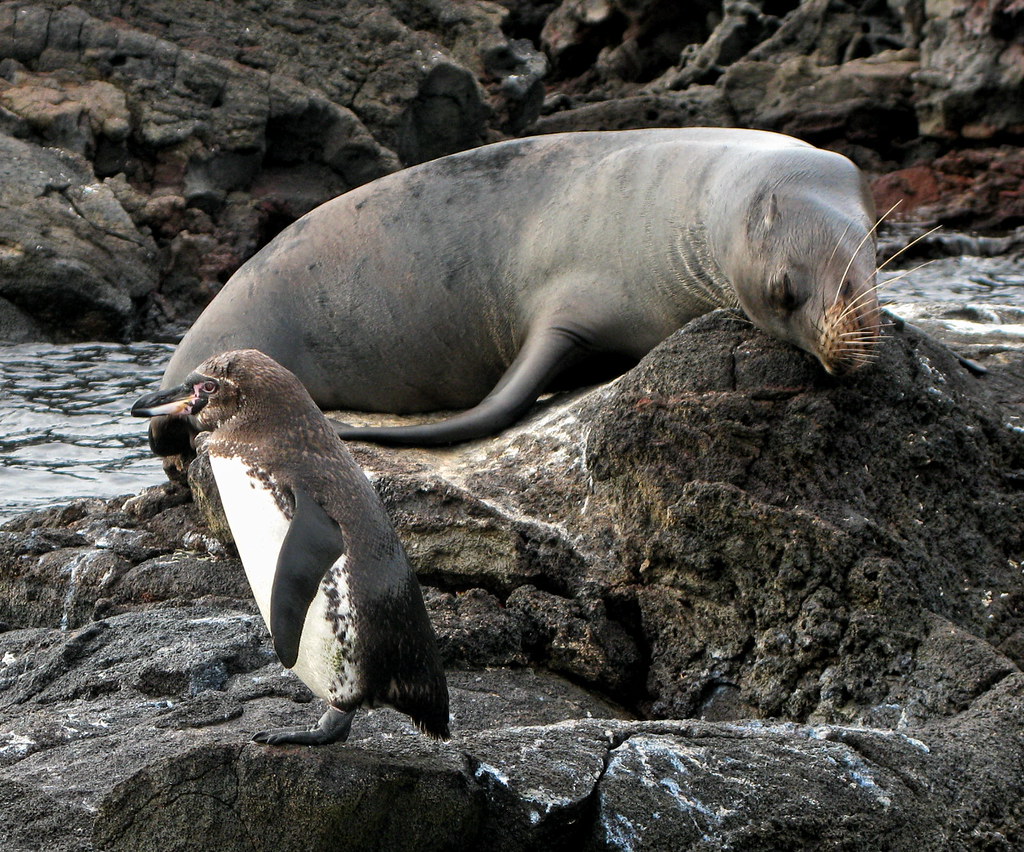 Penguin and sea lion in Galapagos Taken on a Habitat for H… Flickr