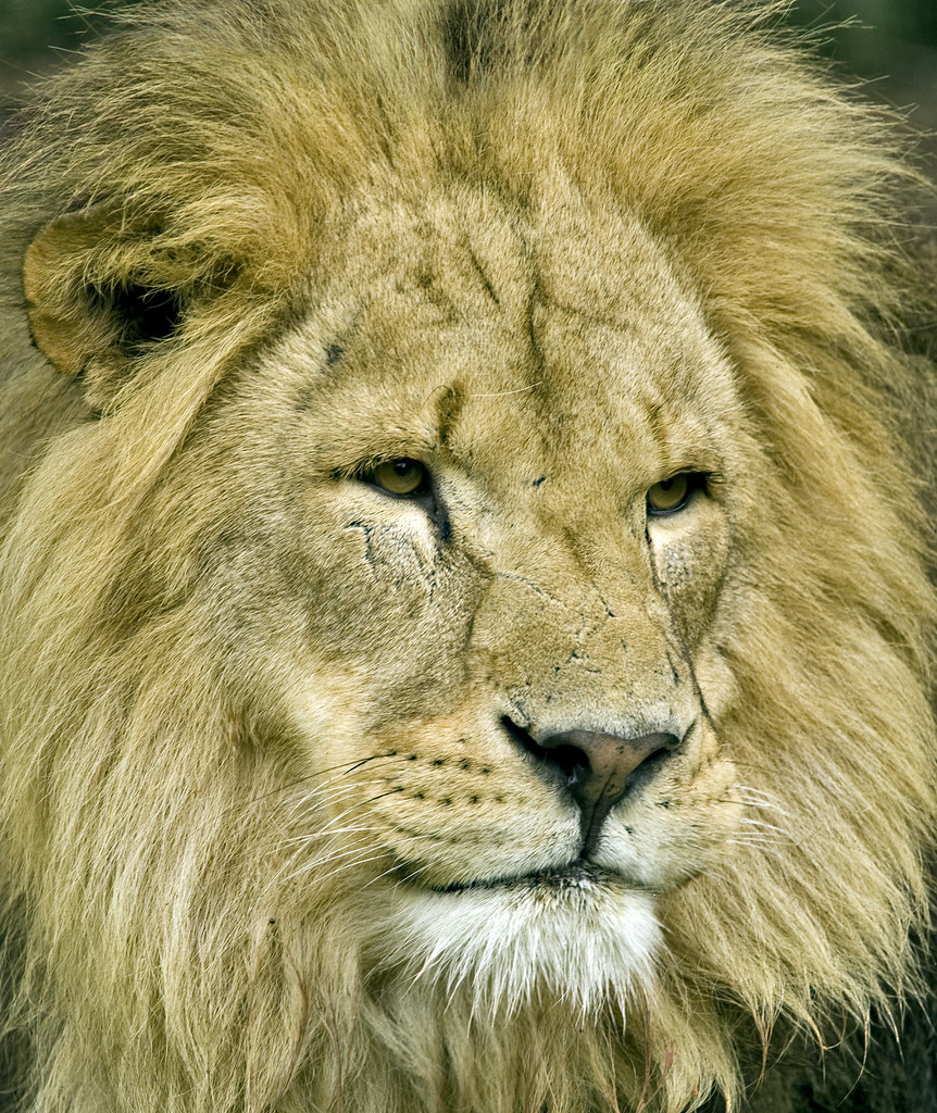 The actual scientific name of the lion is panthera leo, whereas vulpes velo...