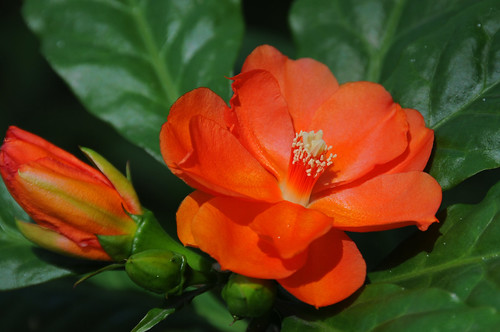 Orange Flower | Flickr - Photo Sharing!