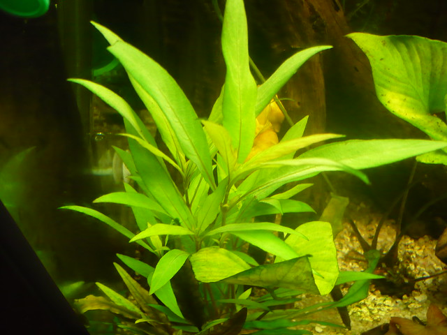 Гигрофила иволистная (Hygrophila salicifolia), фото фотография аквариумные растения