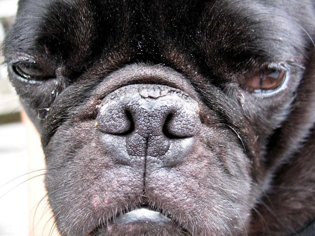 Pug-monkey-alien face | Xingu | Flickr