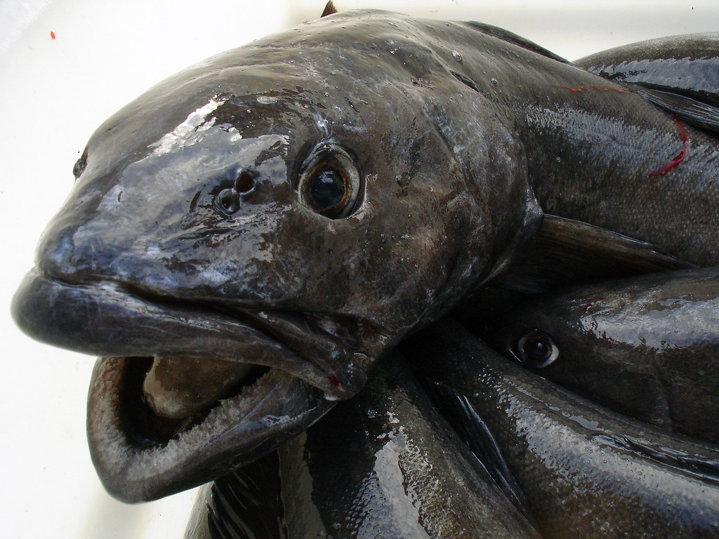 Sable fish aka black cod aka butter fish jon ikegami