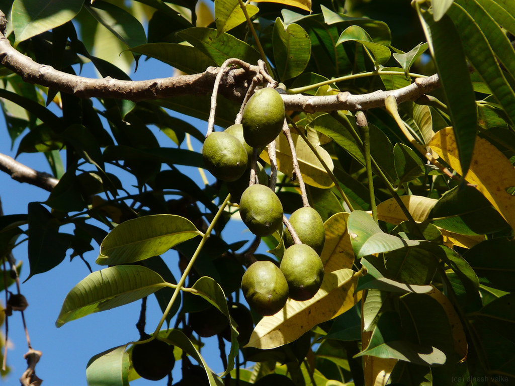 Ambada (Marathi: अंबाडा) | Anacardiaceae (cashew family) » S… | Flickr