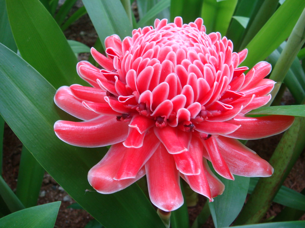 Flower Bunga Kantan  Bunga Kantan  is commonly found in 