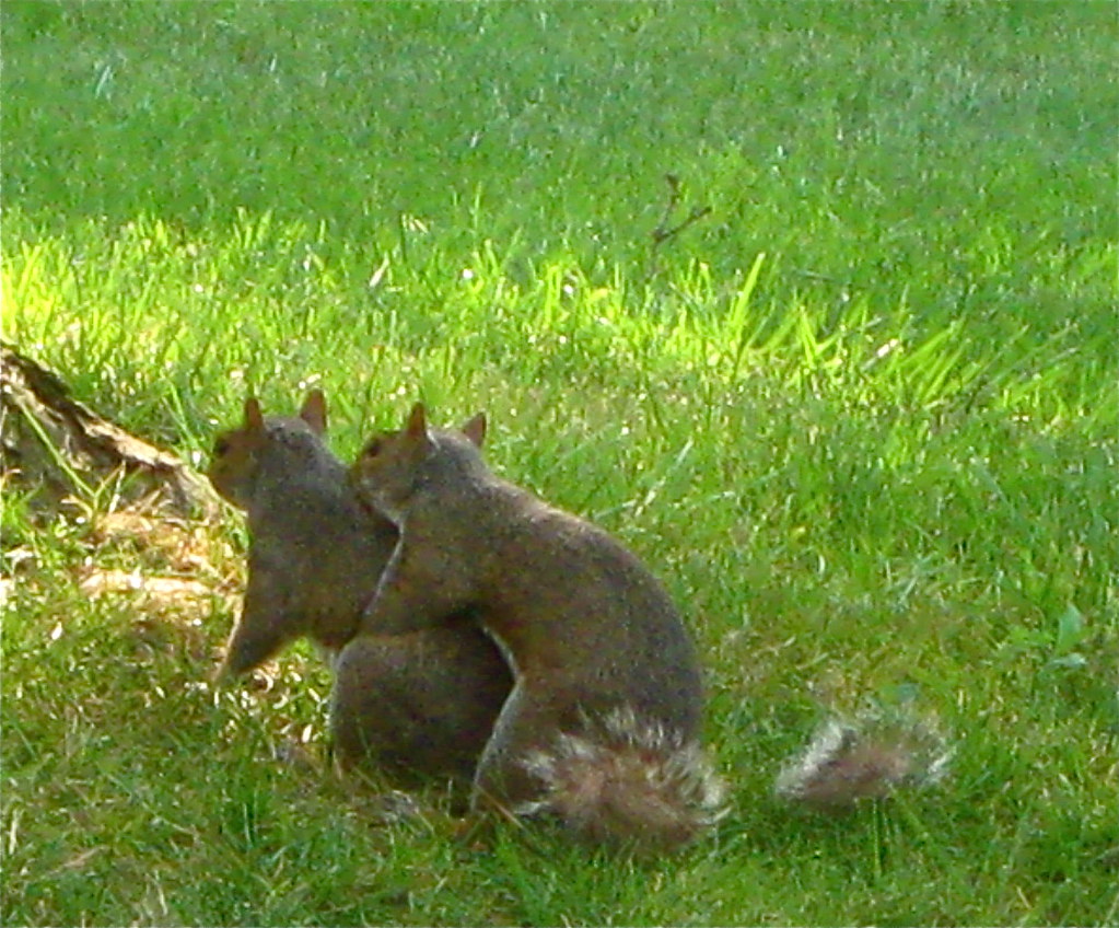 Squirrel Porn 76