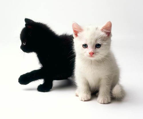 Black And White Kittens Free Nj 74