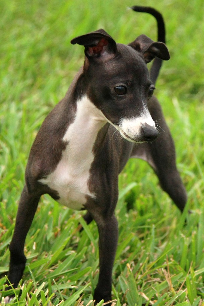 Baby Greyhound | Damgaard_USA | Flickr