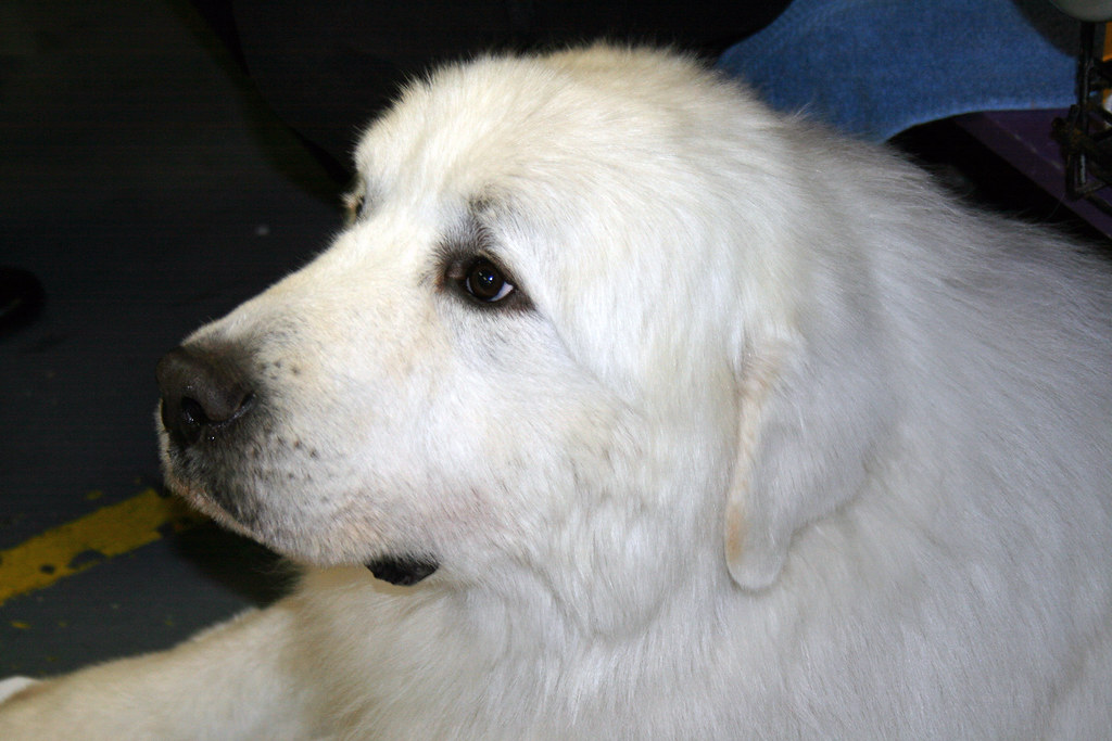 Great Pyrenees | While at the Westminster Kennel Club Dog ...
