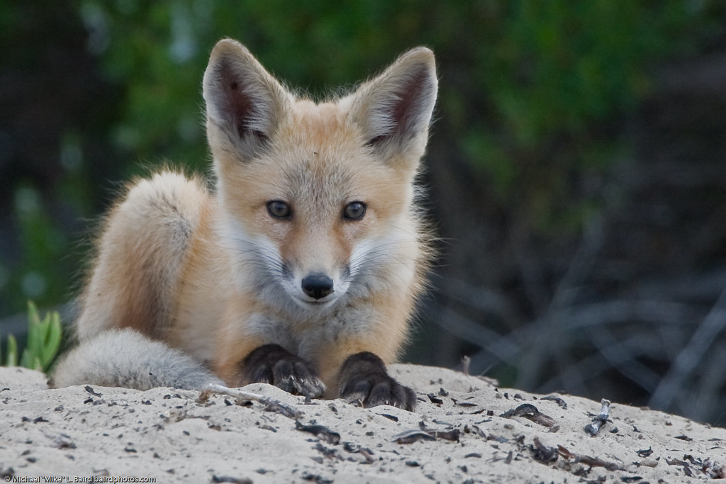 Красная лиса. Корсак. Лисек животное. Fox фото. Red fox 4