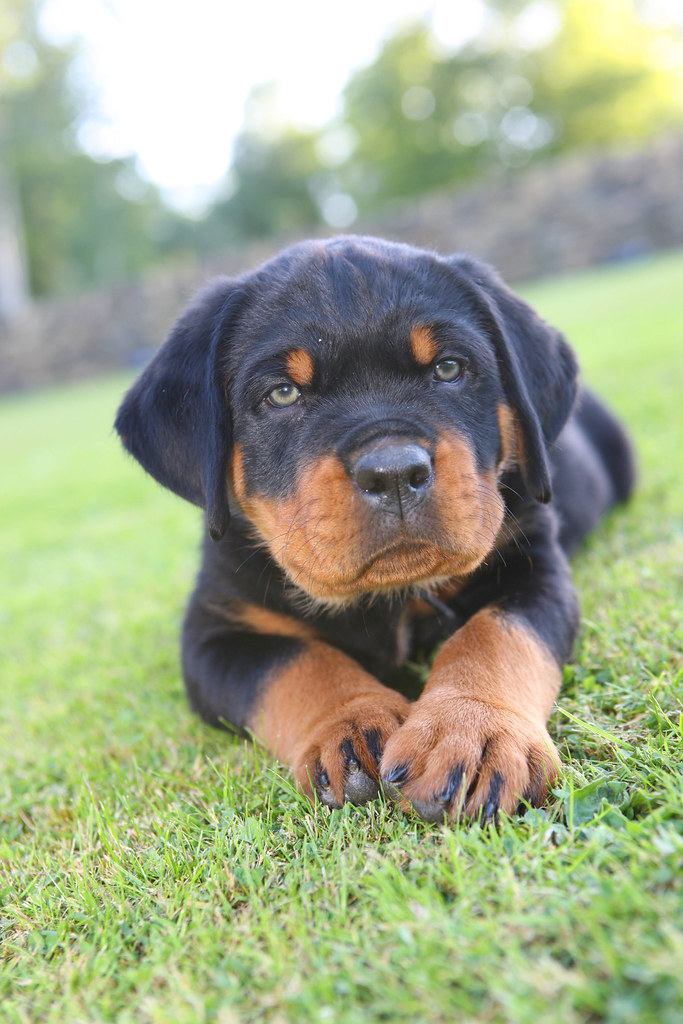 Rottweiler puppy | Rottweiler puppy. Photo by TerryGeorge.co… | Terry