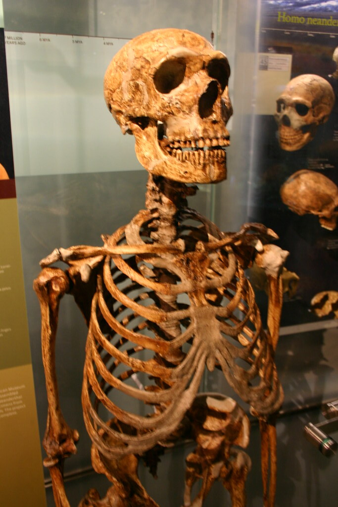 Neanderthal skeleton | Visit my blog at ideonexus.com | Ryan Somma | Flickr