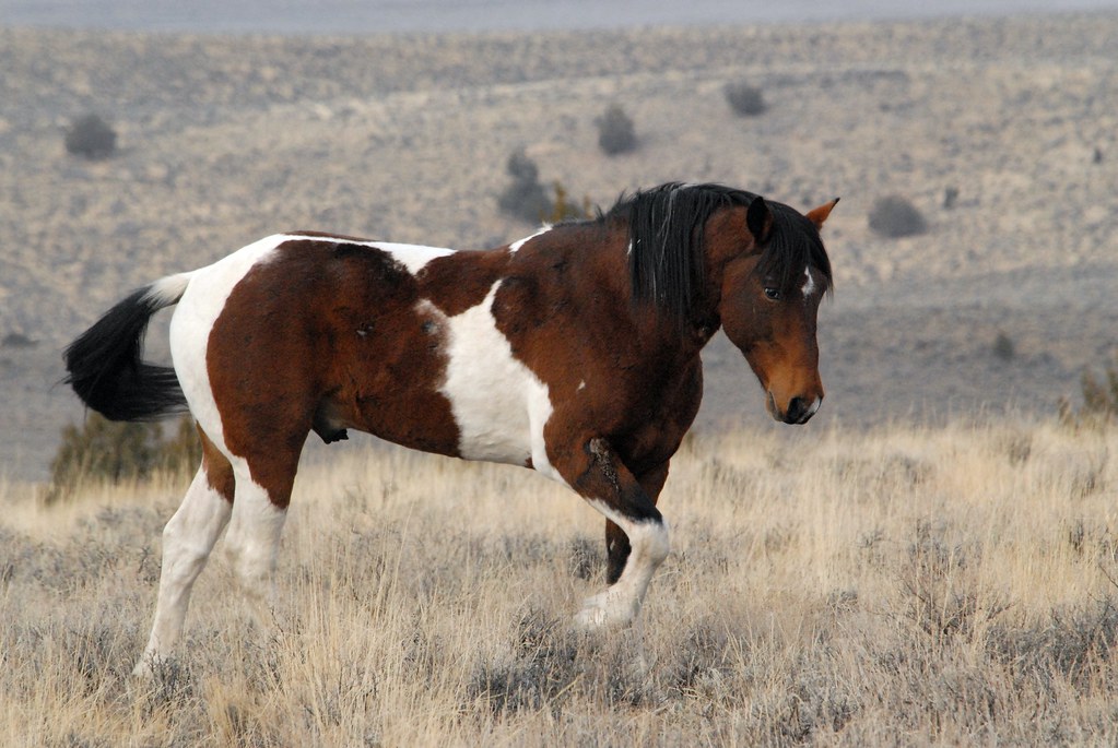 Mustang Hevonen