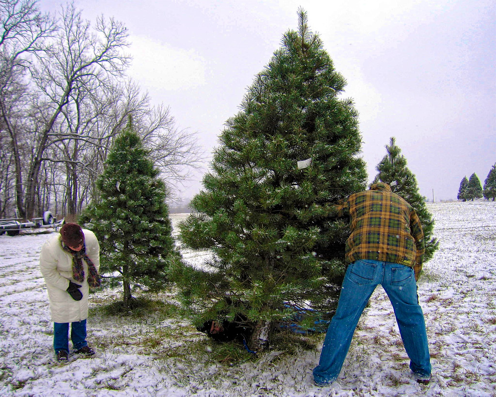 每到聖誕節德國人就會全家出動至聖誕樹賣場挑樹。(圖片來源：brent flanders)