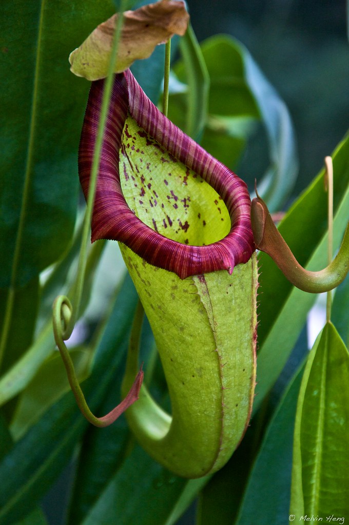 Pitcher Plant, Nepenthes distillatoria | IMG_2591 Pitcher pl… | Flickr
