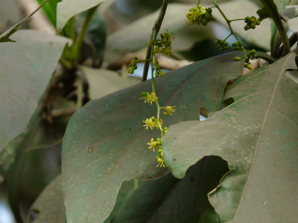 Gul-vel (Marathi: गुळवेल) | Menispermaceae (moonseed family)… | Flickr