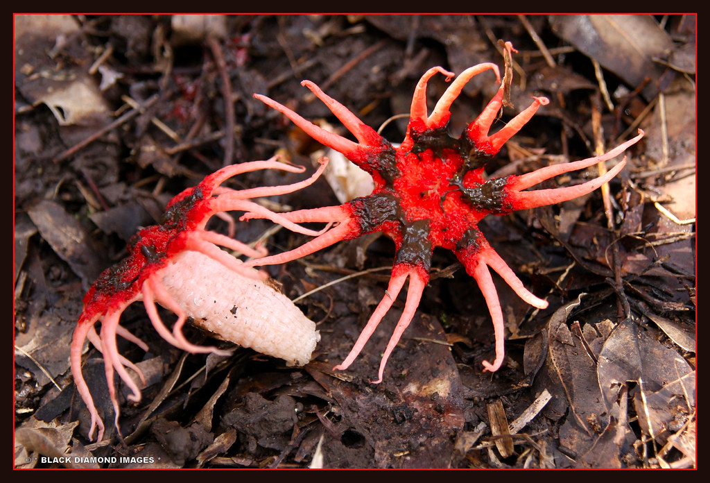 Aseroe rubra - Starfish Fungus | Copyright - All Rights Rese… | Flickr