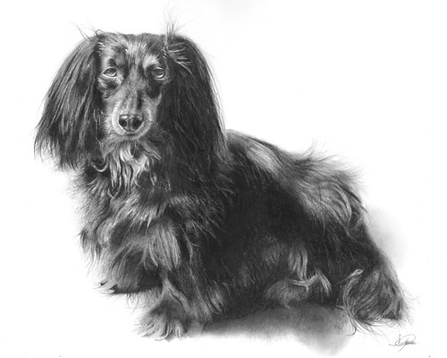 Hallie(Long-Haired Dachshund) Pencil Drawing | Size: 11"x14"… | Flickr