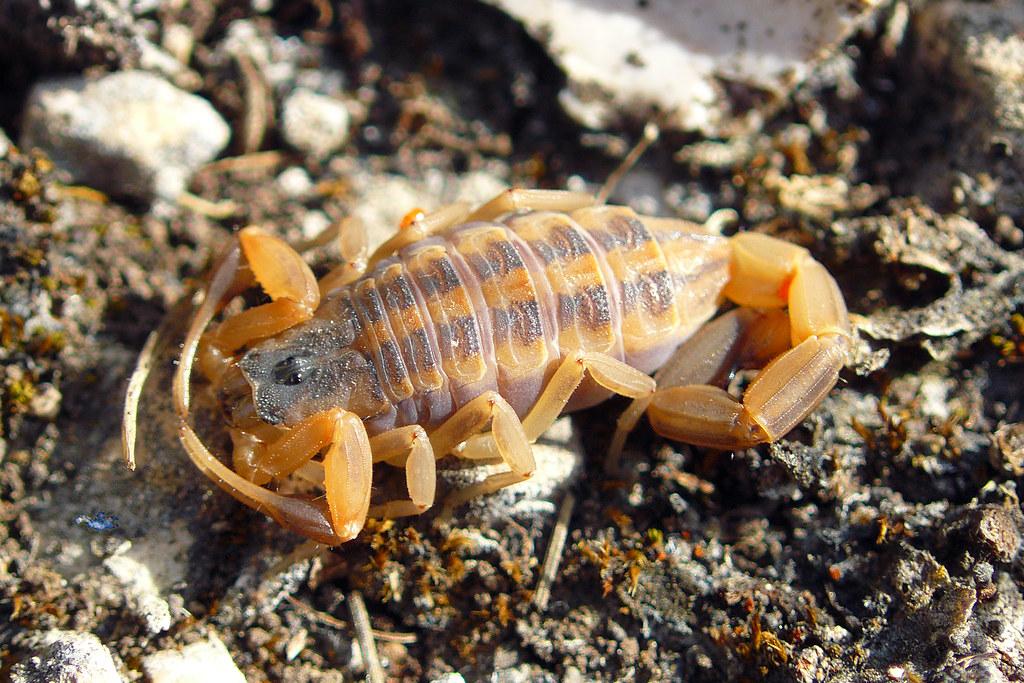 Striped Bark Scorpion (Centruroides vittatus) | A Striped Ba… | Flickr