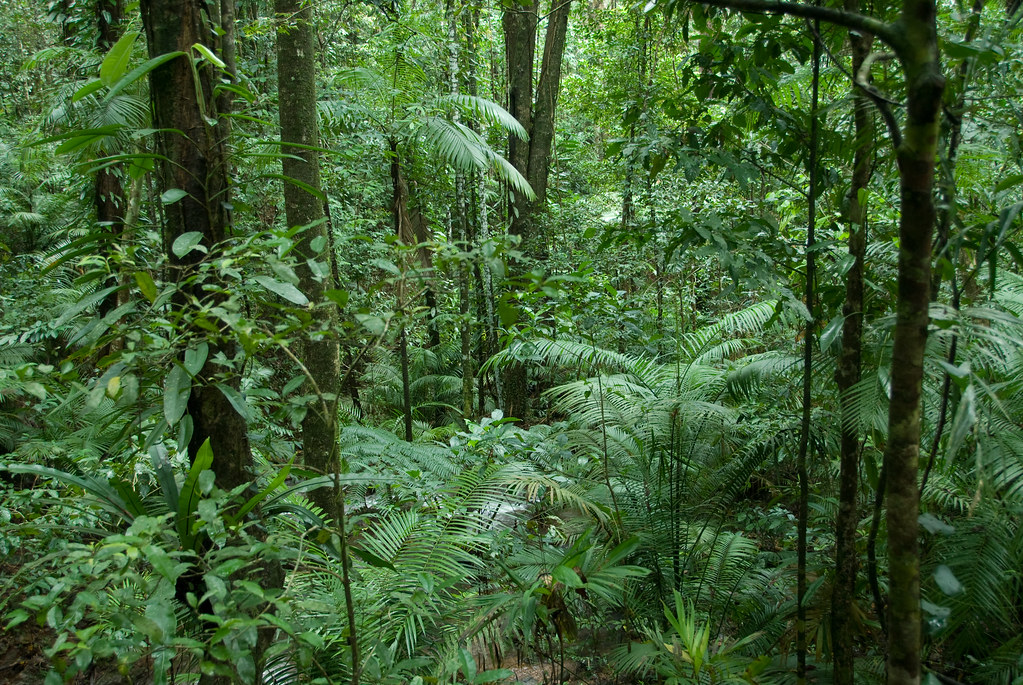 Rainforest Floor | Rainforest floor in Daintree Discovery Ce… | Good