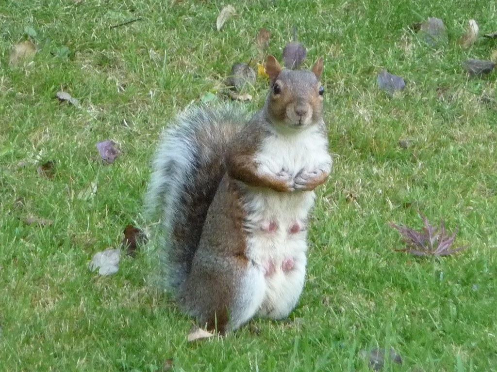 Pregnant Squirrel 34