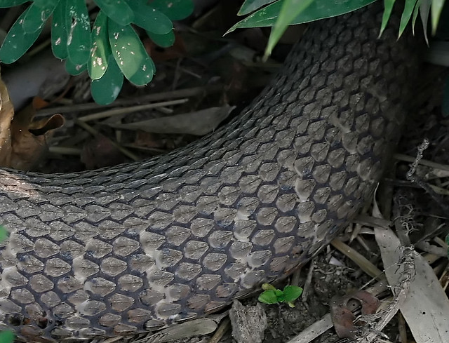 The Fattest Wild Snake I've Seen | Normally the scales ...