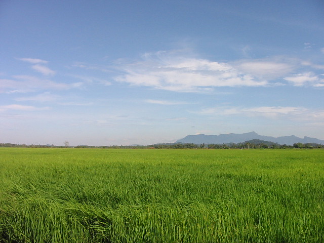 Sawah Padi/ Paddy Field | Paddy Field/ Sawah Padi in Tikam B… | Flickr