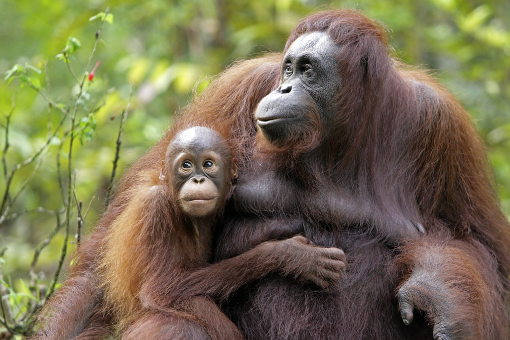 Wild Orangutan Mother  with her Young This photo was 