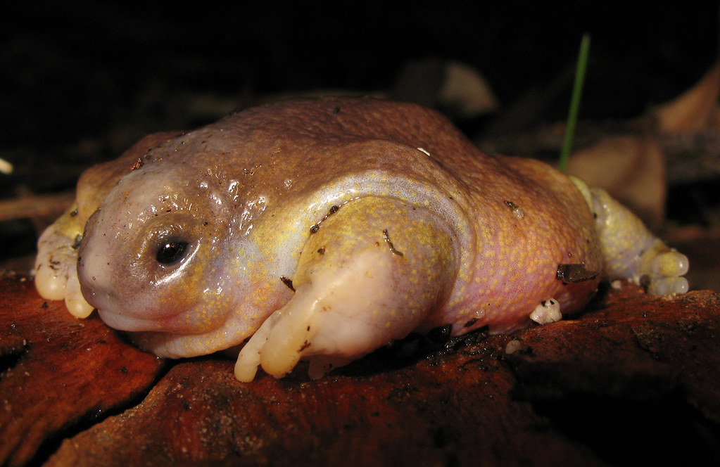 Turtle Frog - Myobatrachus gouldi | The incredible Turtle Fr… | Flickr