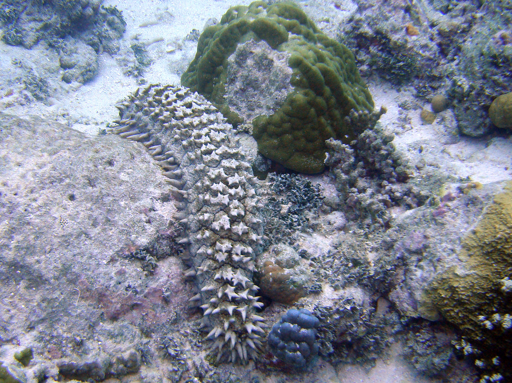 Spiny Sea Cucumber | Thelenota ananas. About 2 ft long. | Wagnbat | Flickr