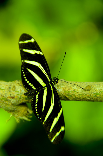 Yellow and black butterfly | Chris Willis | Flickr