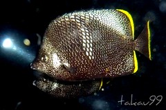 Wrought iron butterflyfish - Hachijo Island, Japan