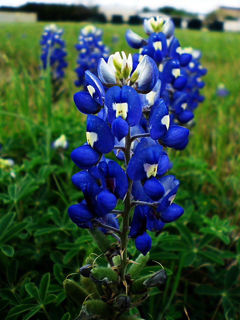 Texas Bluebonnets | Benton Greene | Flickr