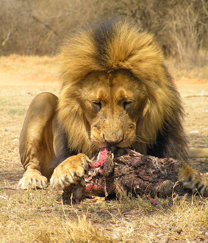 Male Lion Eating, South Africa Eating Male Lion, Krugersdo… Flickr