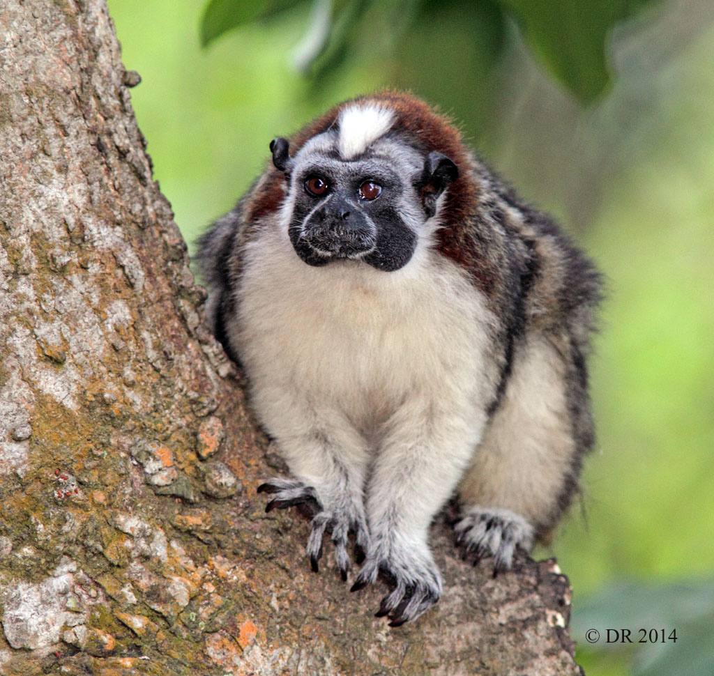 High quality Geoffroys Tamarin pictures, Pics of Geoffroys Tamarin , Photos of Geoffroys Tamarin , Geoffroys Tamarin wallpapers