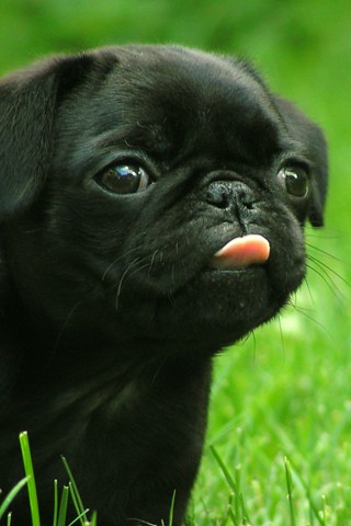 iPhone Wallpaper: Black Pug Puppy | A beautiful black Pug ...