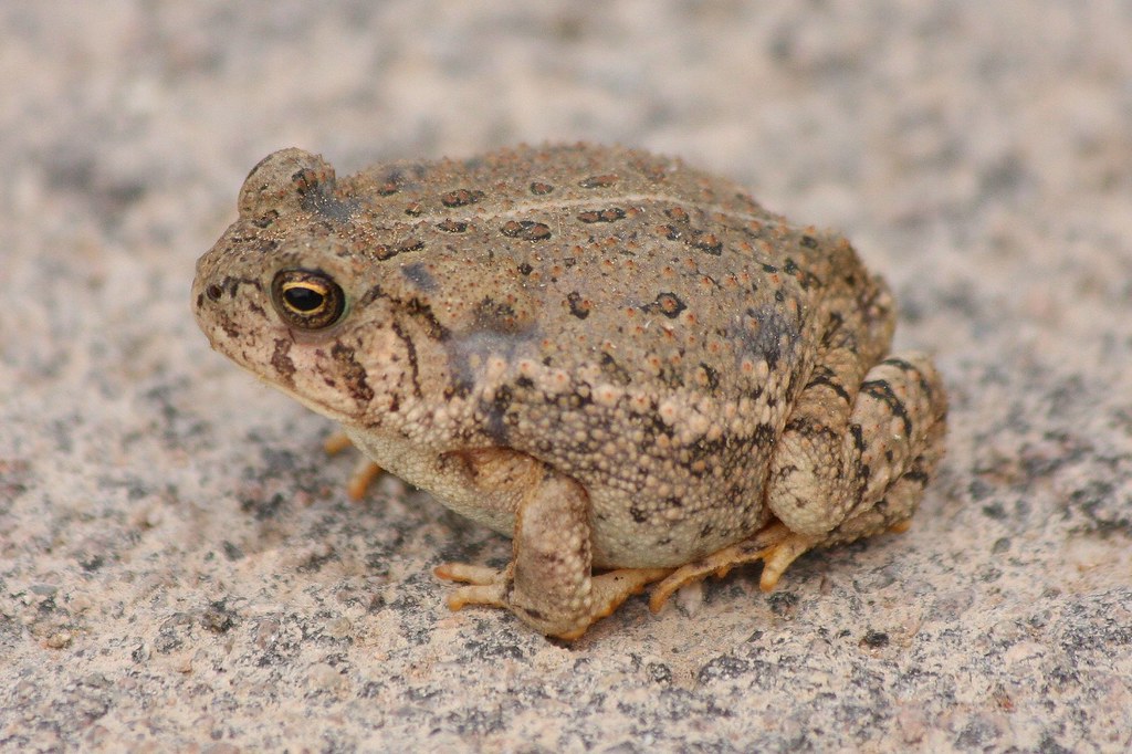 Woodhouse's Toad