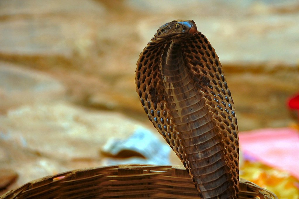 cobra-snake-charmers-cobra-in-jaipur-india-russ-bowling-flickr