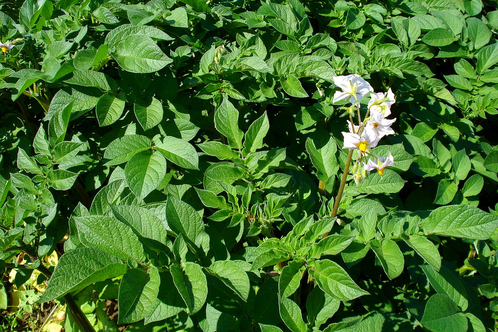 potatoes flowering tuberosum solanum zoom50 dengarden