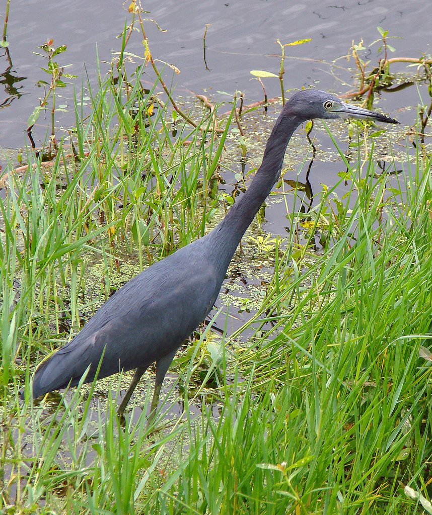 Lesser Blue Heron (Egretta caerulea) | I was very close to t… | Flickr