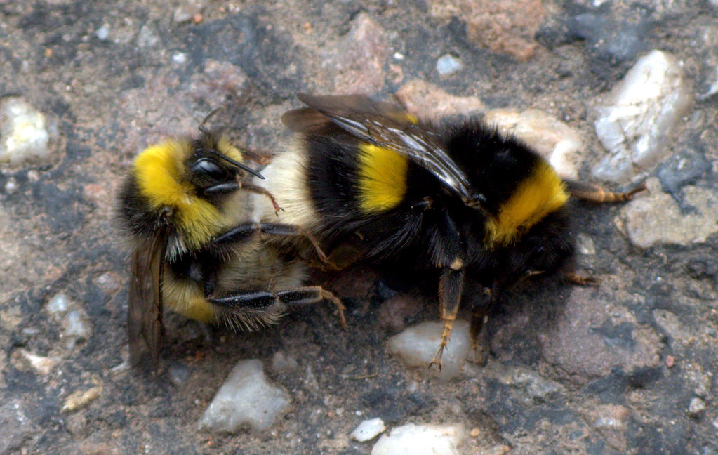 Bees Sex 18