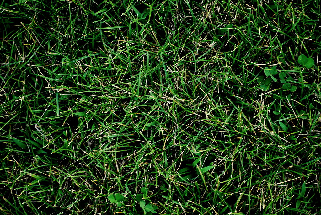 tumblr backgrounds free background Grass   Richmond Jordan   Flickr
