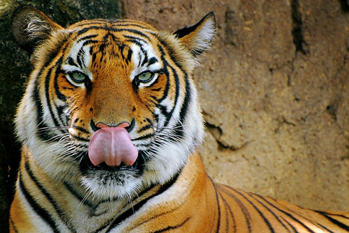 Tiger / Harimau | "You looks delicious, yummy!" Taken using … | Flickr