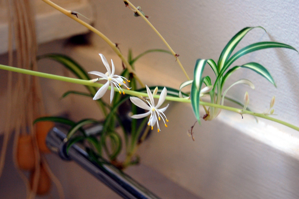 spider plant in living room