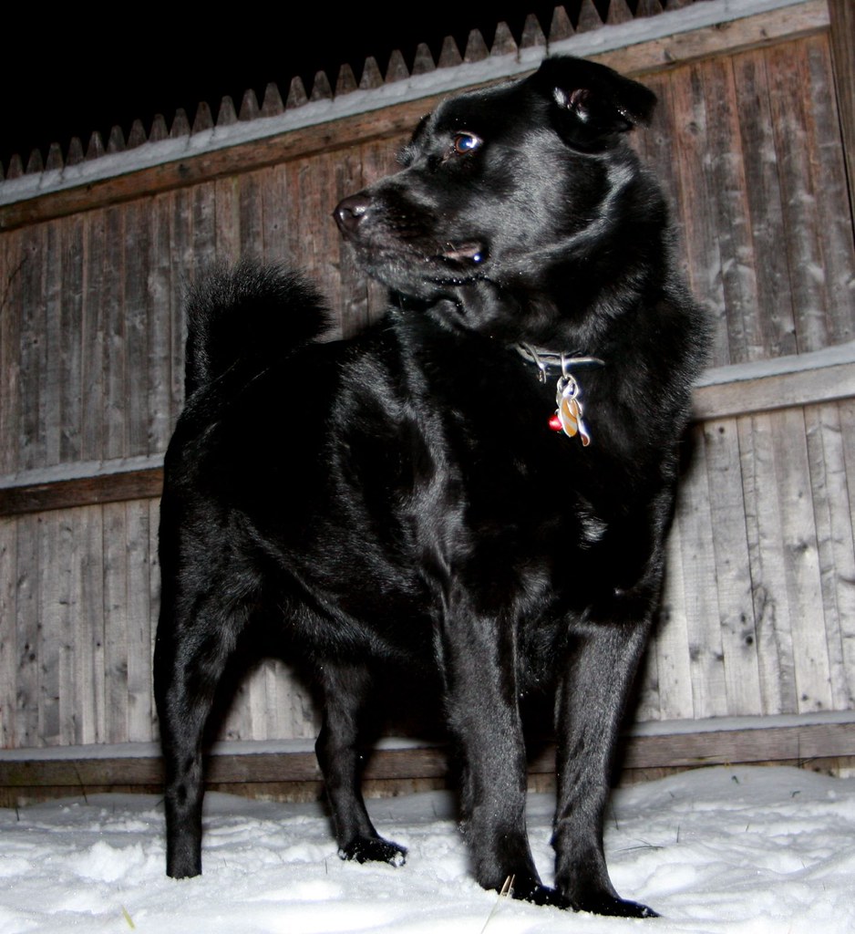 Jet Black Lab Chow mix loves the snow Mike Lizzi