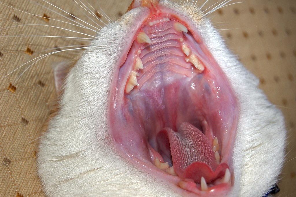 Inside a cat's mouth Eww! rajnag Flickr