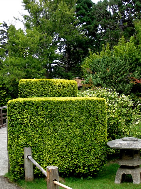 Tea Garden Sf Ca Boxwood Hedge Jpg Rectilinear Clipping Flickr
