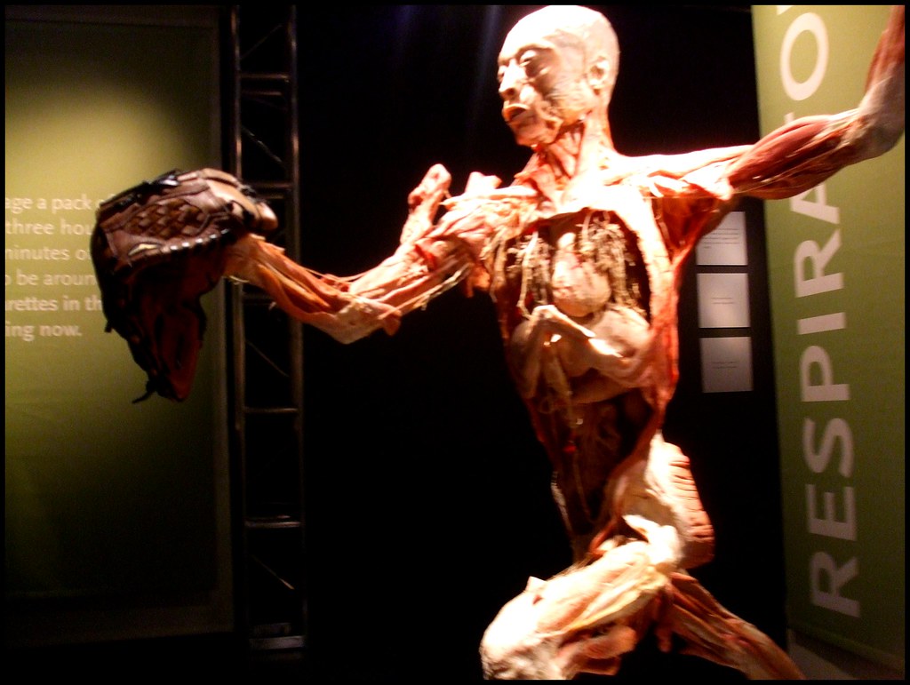 Human Body | Bodies The Exhibition is a controversial exhibi… | Flickr