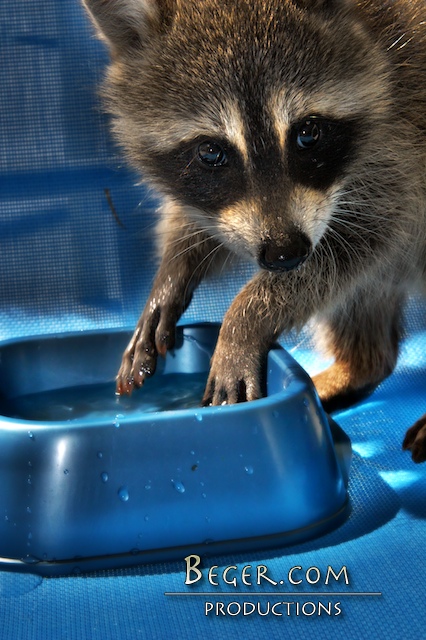 Raccoon Washing Hands | Steve Beger | Flickr